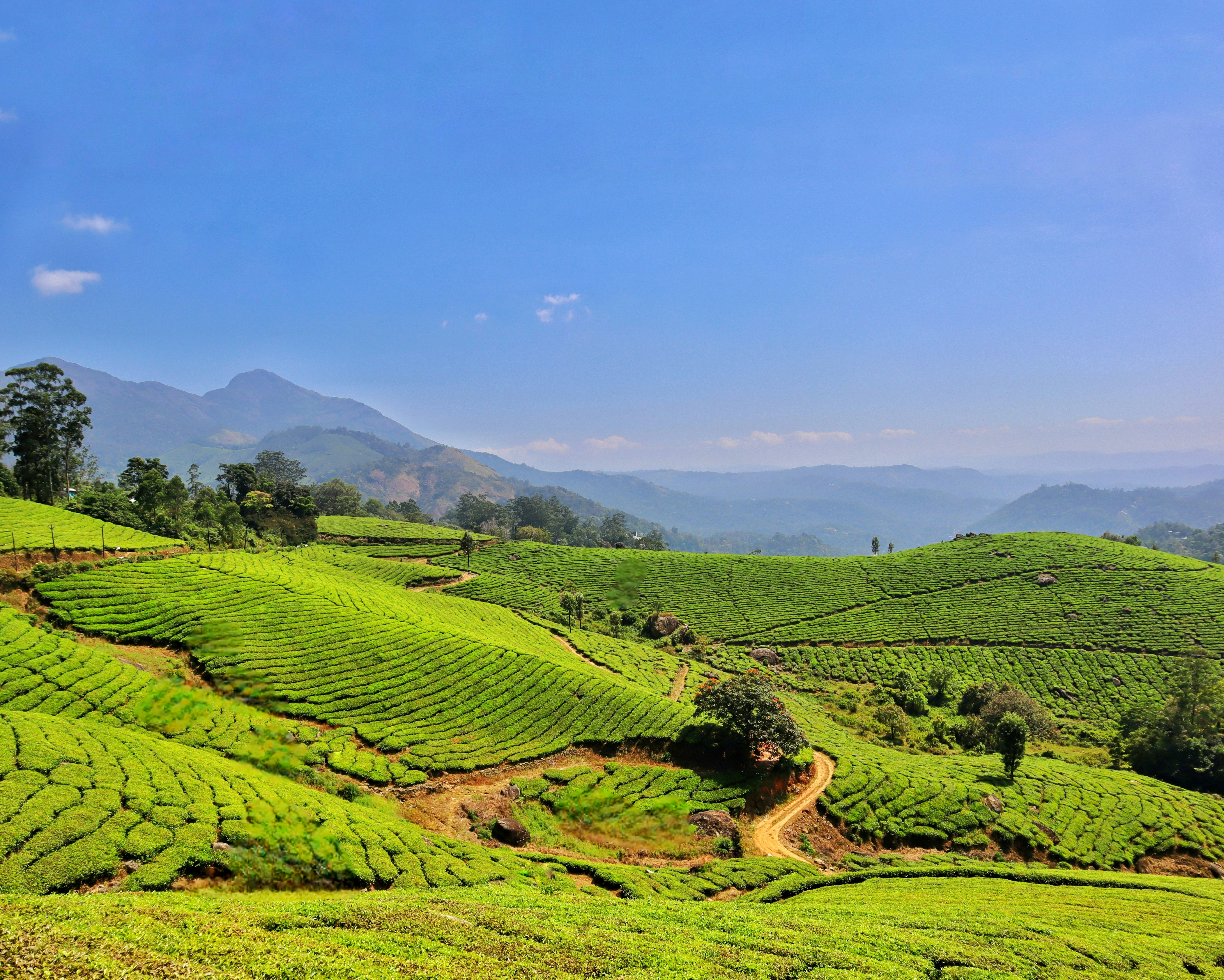 Tea & Coffee Trails — Tea estates, Kerala/TN
